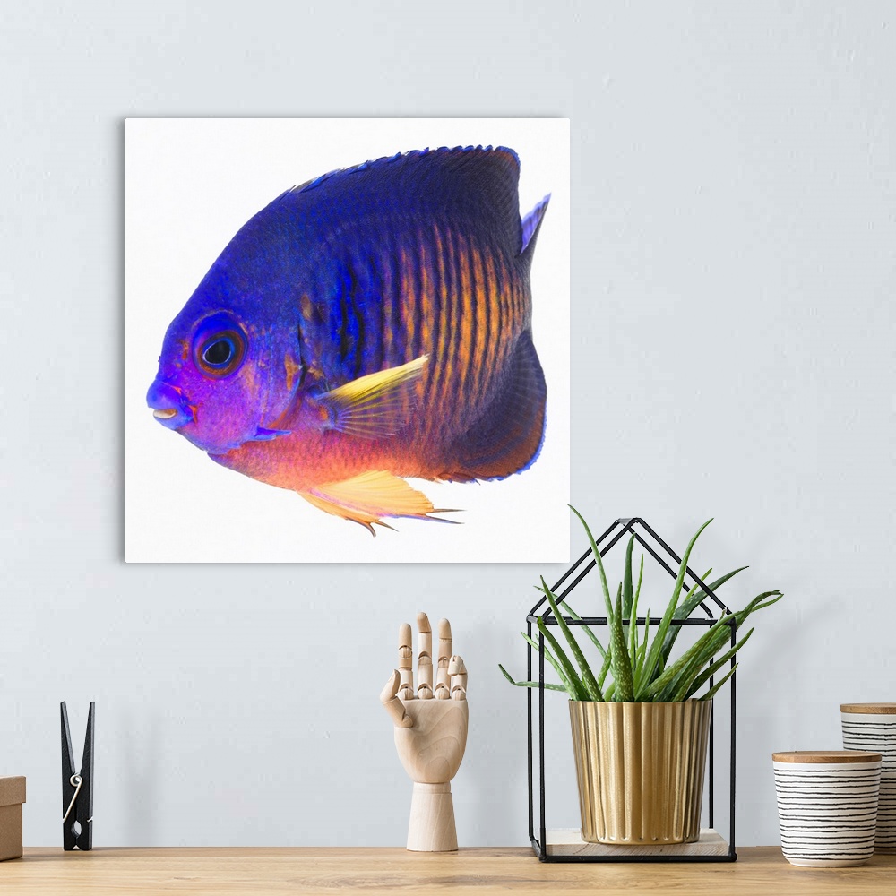 A bohemian room featuring The two-spined angelfish is also commonly called coral beauty angelfish.