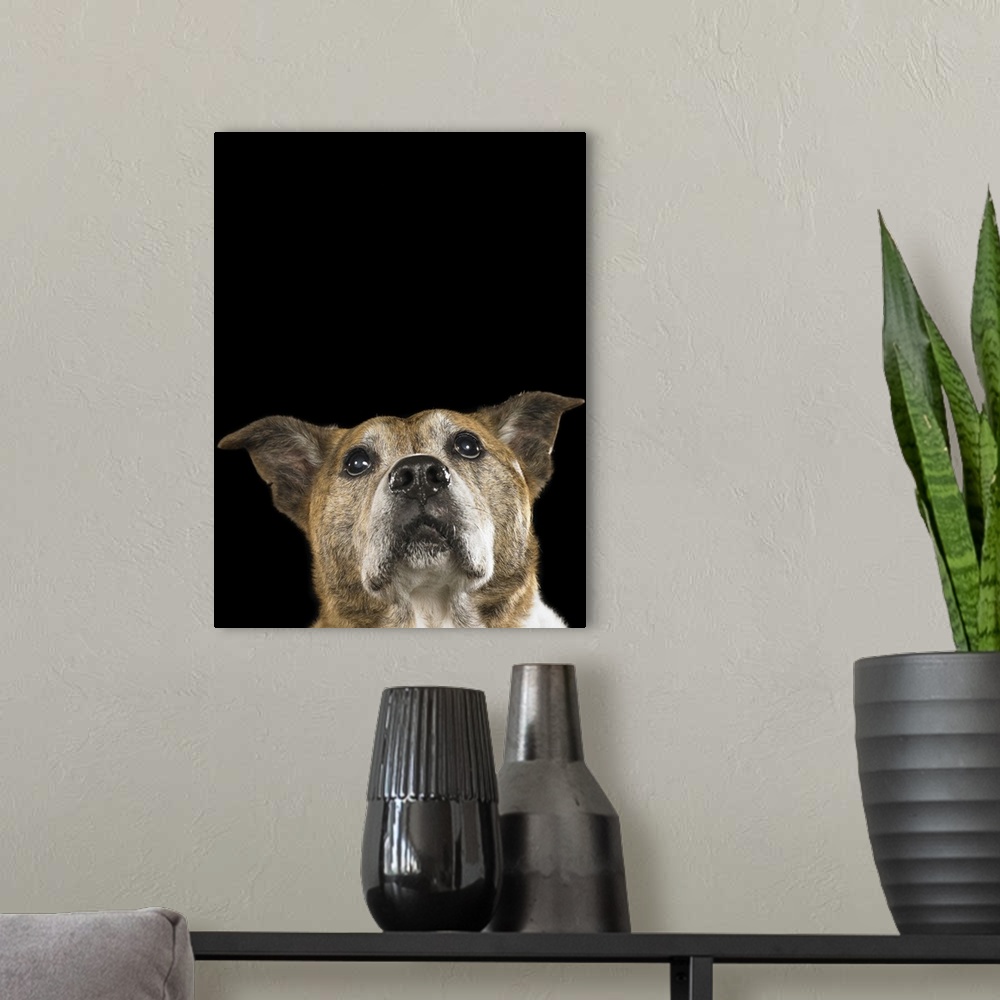 A modern room featuring This pit bull terrier and cattle dog mix is 12 years old.
