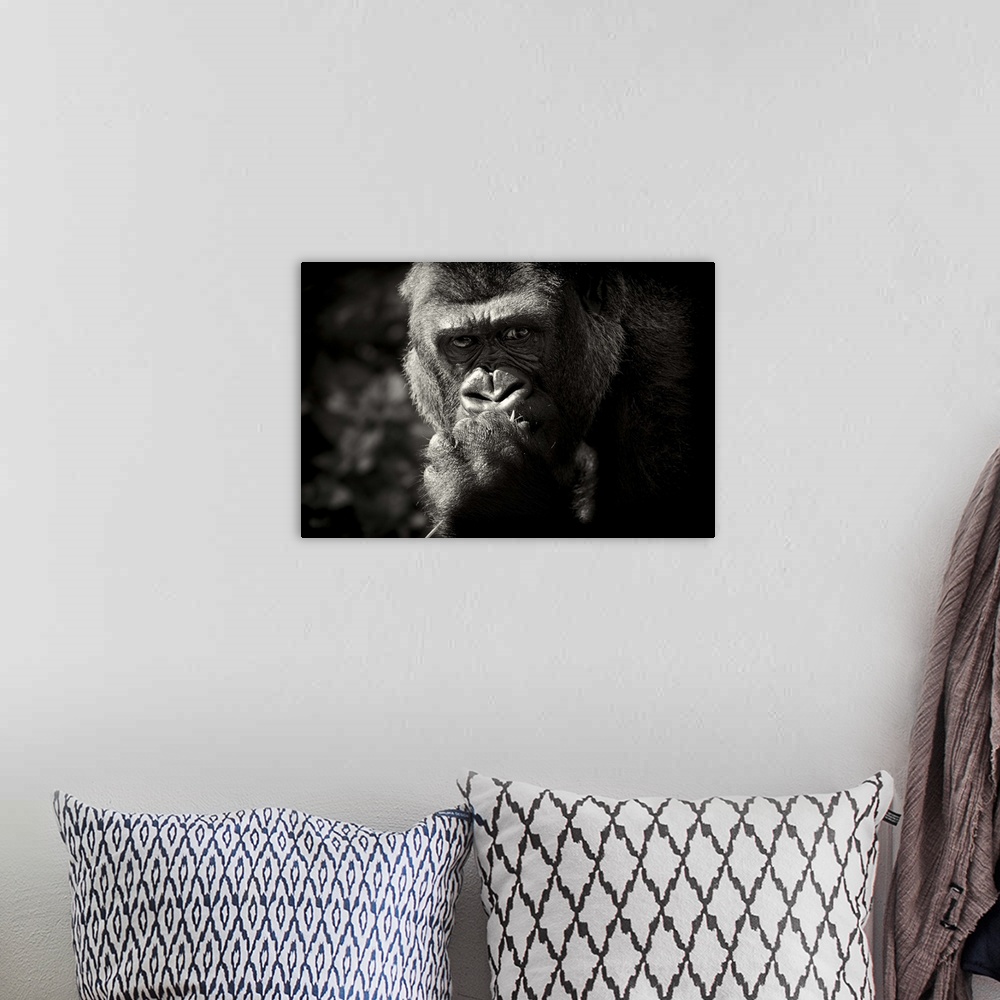 A bohemian room featuring Thoughtful looking Gorilla.