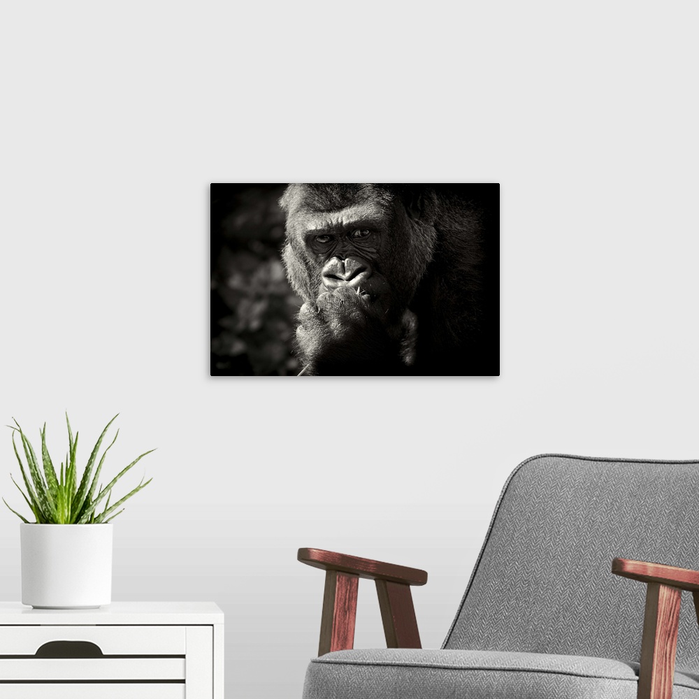 A modern room featuring Thoughtful looking Gorilla.