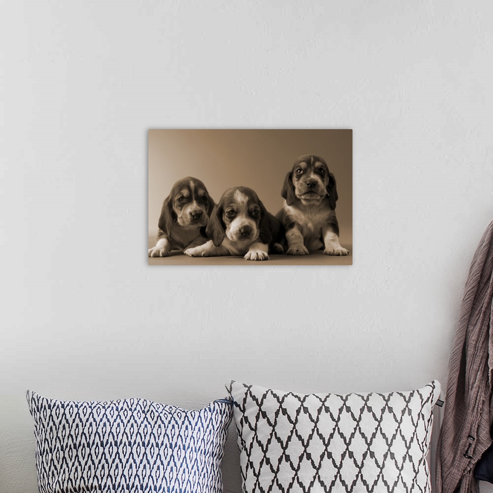 A bohemian room featuring Three Basset Hound Puppies