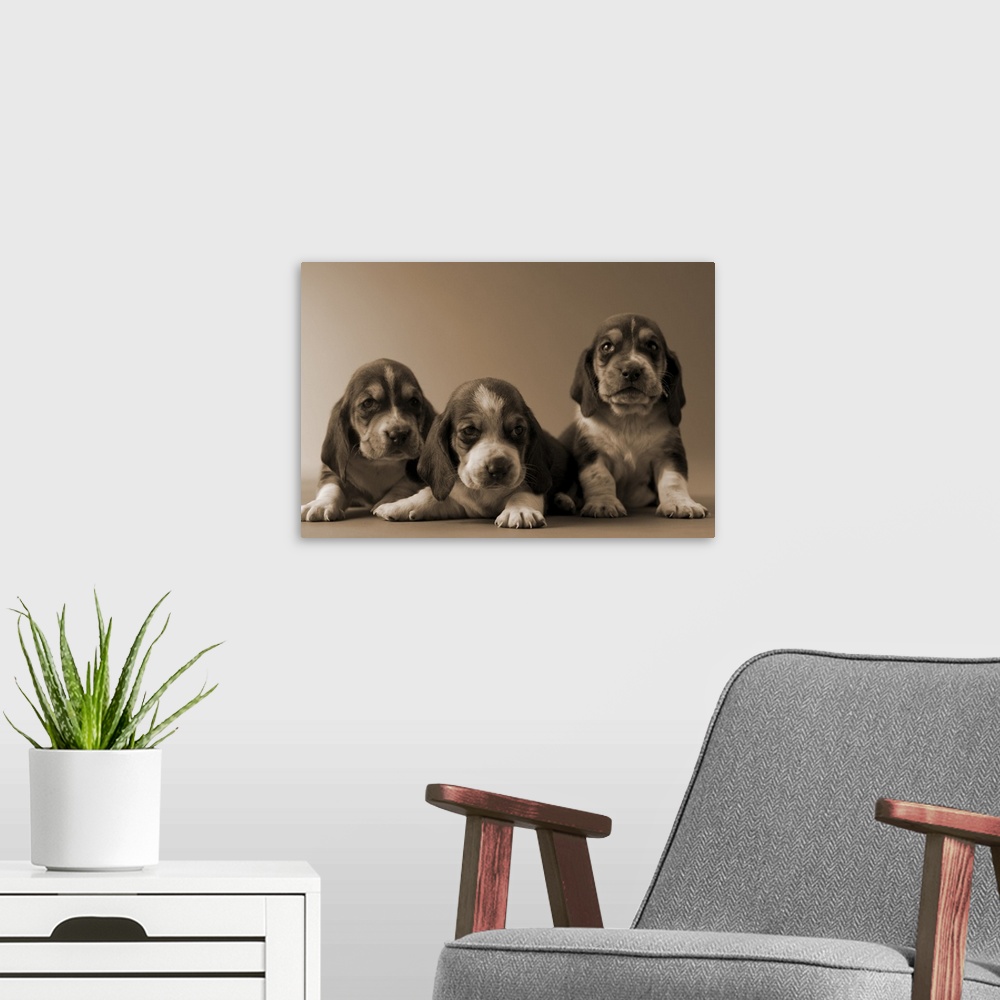 A modern room featuring Three Basset Hound Puppies
