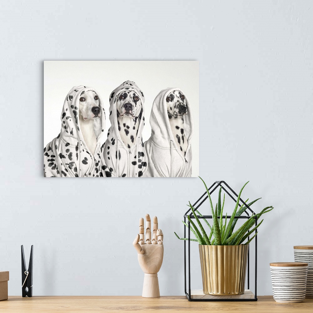 A bohemian room featuring Three dalmatian dogs wearing hoodies with spots juxtaposed on fur and clothes.