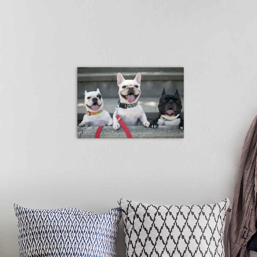 A bohemian room featuring Three French bulldogs