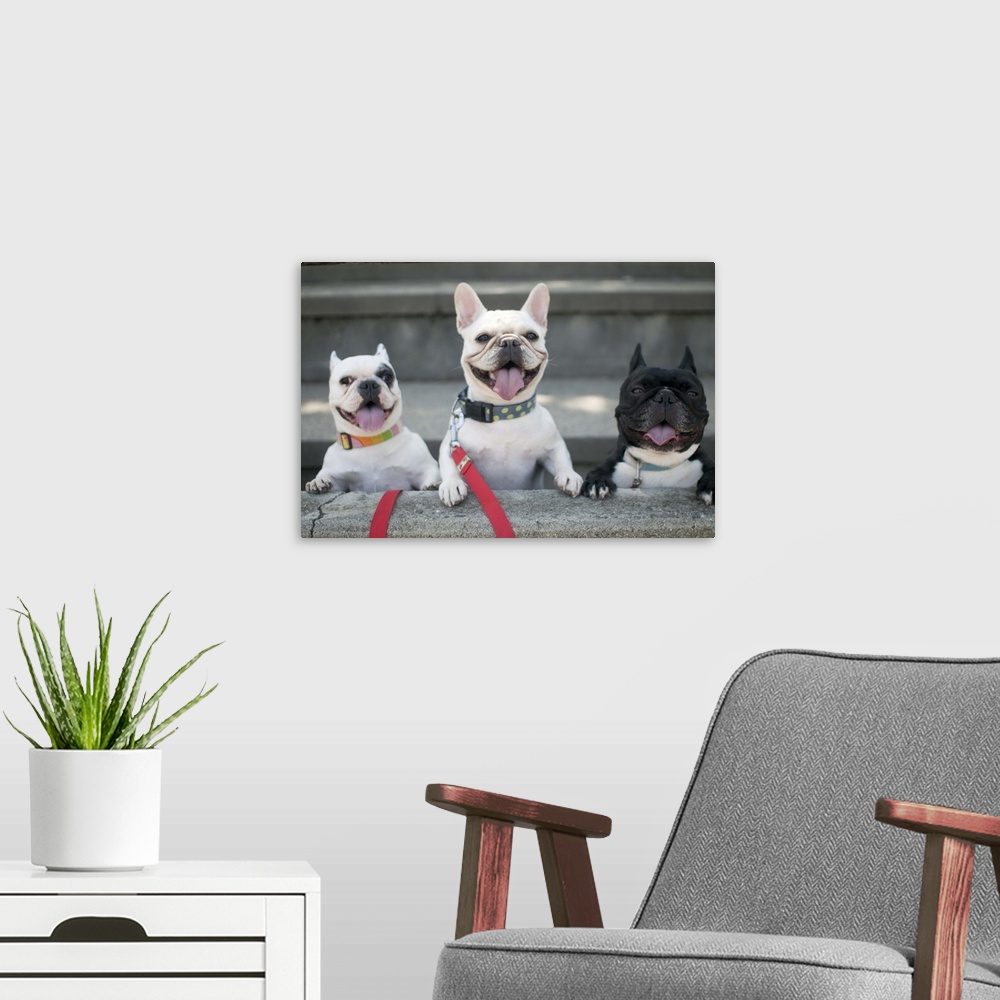 A modern room featuring Three French bulldogs