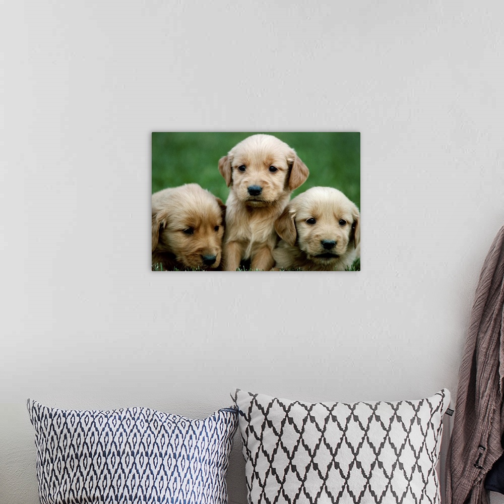 A bohemian room featuring Three golden retriever puppies