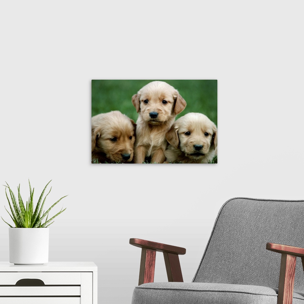 A modern room featuring Three golden retriever puppies