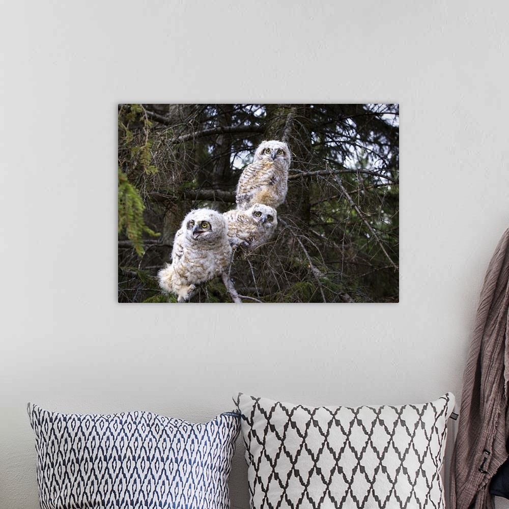 A bohemian room featuring Three Great Horned Owl (Bubo Virginianus) Chicks In A Tree