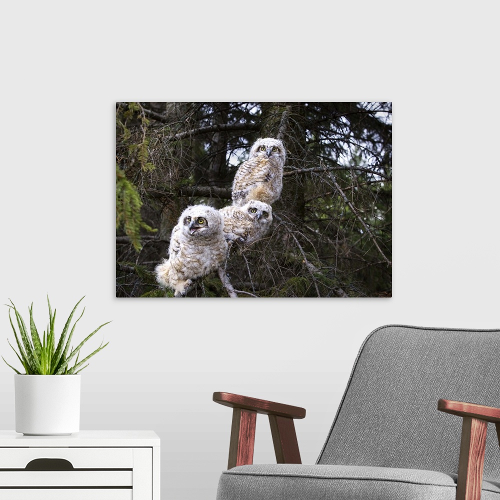 A modern room featuring Three Great Horned Owl (Bubo Virginianus) Chicks In A Tree