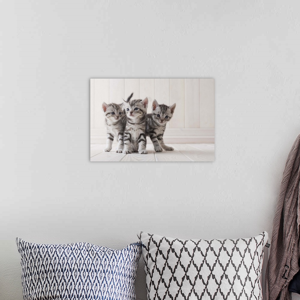 A bohemian room featuring Three grey tabby kittens