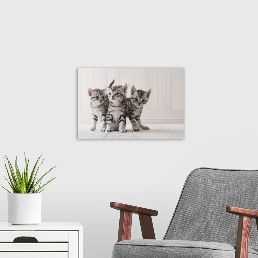 A modern room featuring Three grey tabby kittens