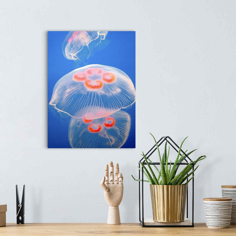 A bohemian room featuring Three jellyfish aquarium blue ocean sea water jellies orange swimming floating jelly fish