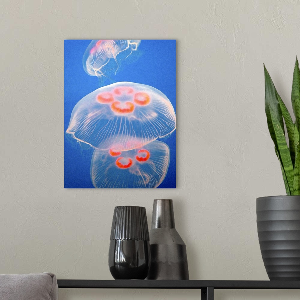 A modern room featuring Three jellyfish aquarium blue ocean sea water jellies orange swimming floating jelly fish