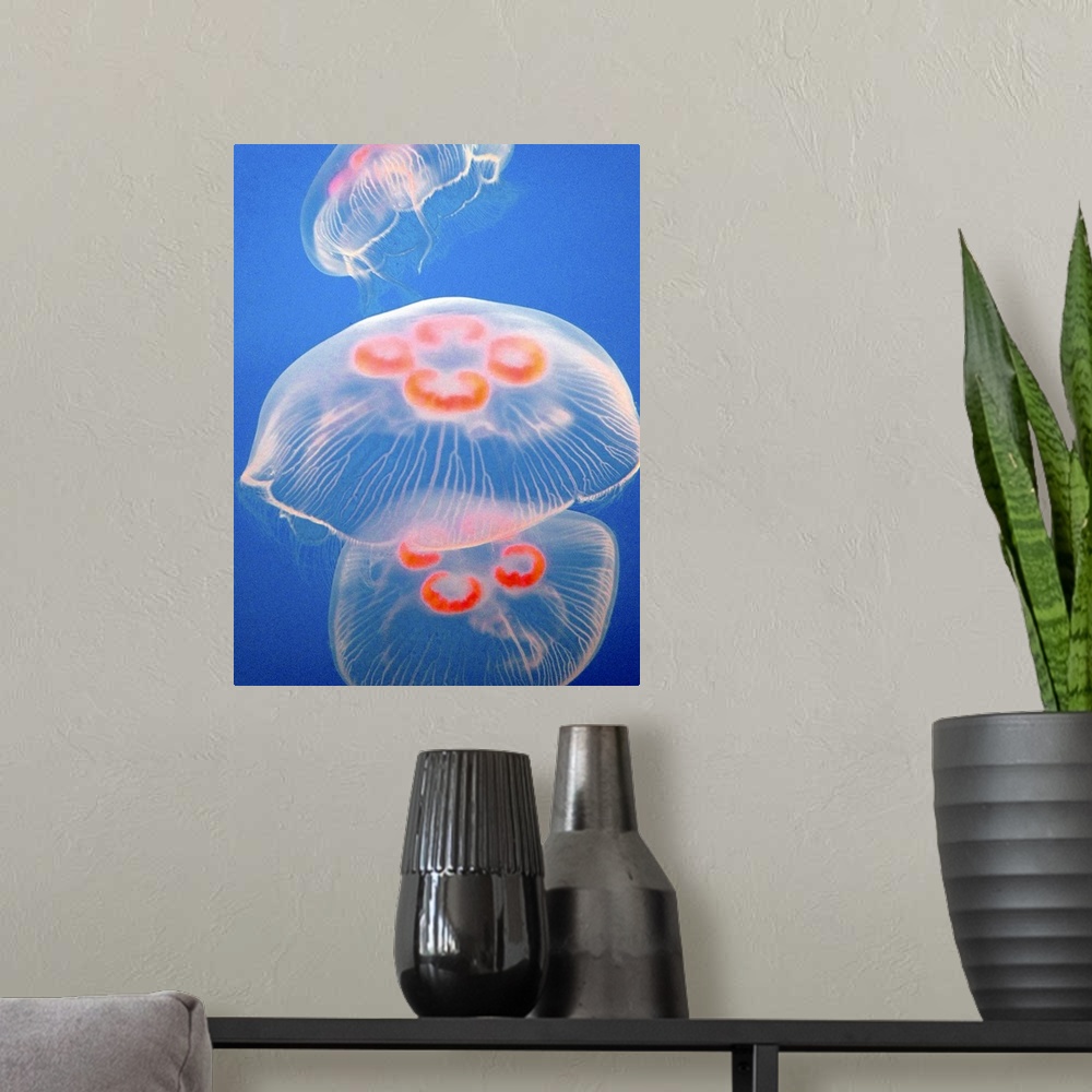A modern room featuring Three jellyfish aquarium blue ocean sea water jellies orange swimming floating jelly fish