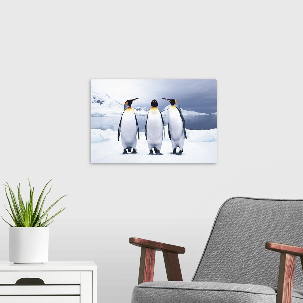 A modern room featuring Three King Penguins
