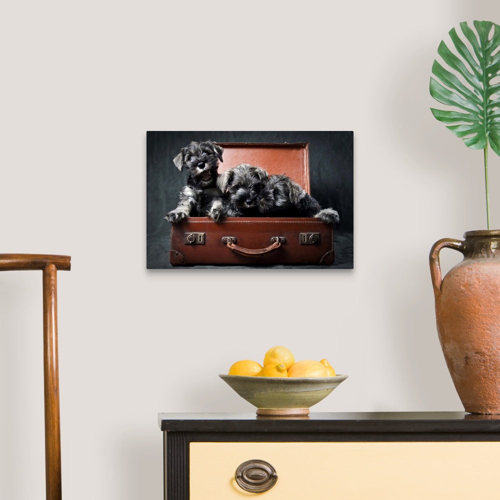 A traditional room featuring Three miniature schnauzer puppies in an old and battered, brown leather suitcase.