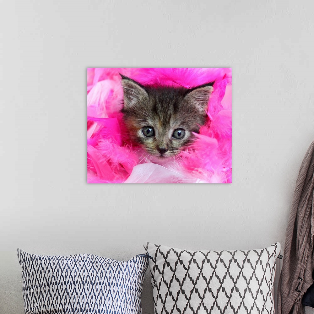 A bohemian room featuring Three month old tabby kitten with face surrounded by pink feathers.