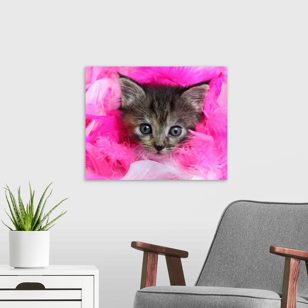 A modern room featuring Three month old tabby kitten with face surrounded by pink feathers.