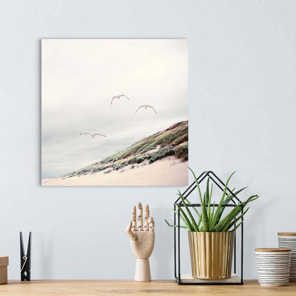 A bohemian room featuring Three seagulls at Dutch beach with dune and marram grass.