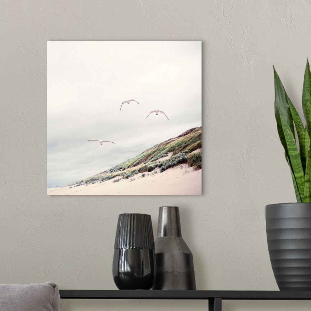 A modern room featuring Three seagulls at Dutch beach with dune and marram grass.