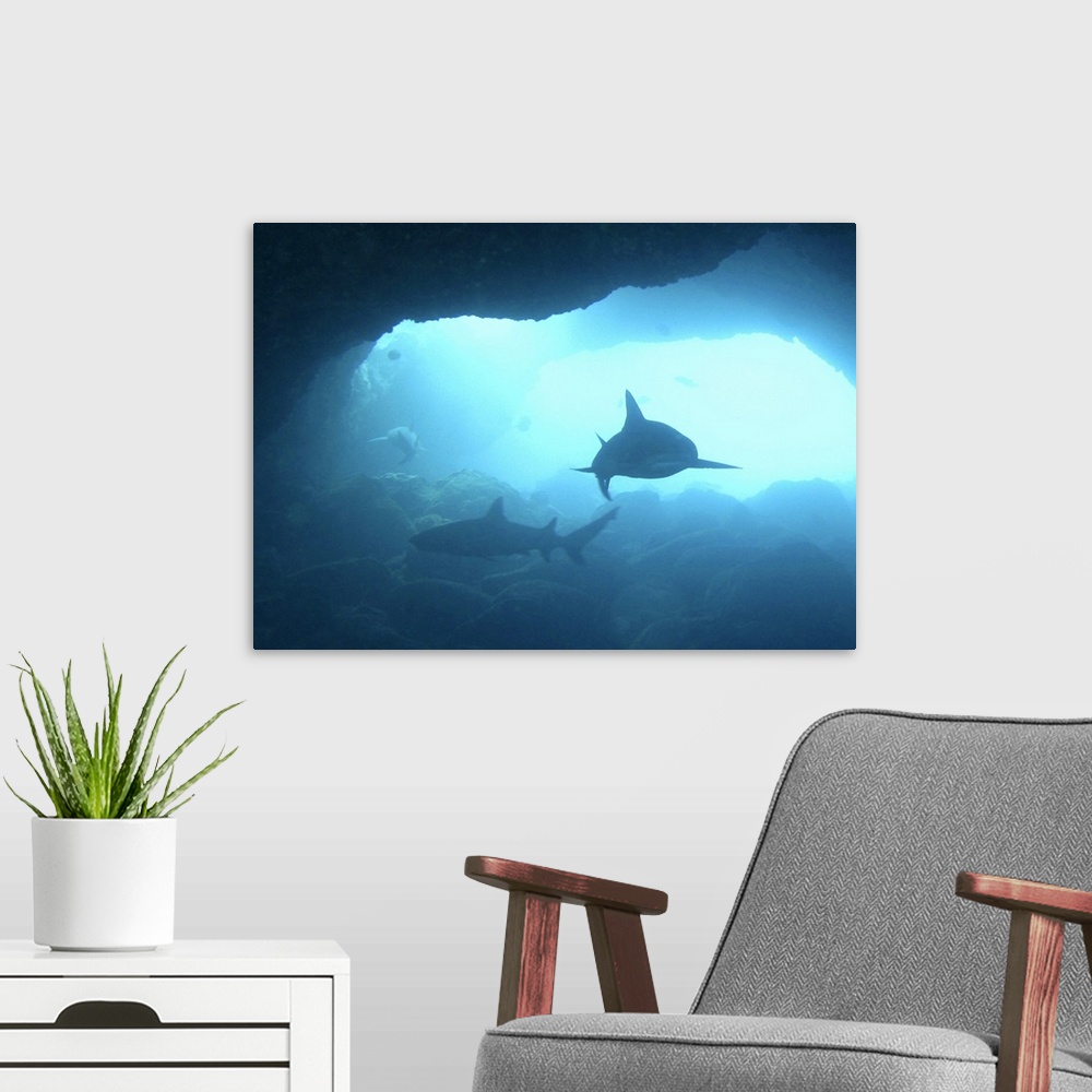 A modern room featuring Three sharks patrol an underwater cave.