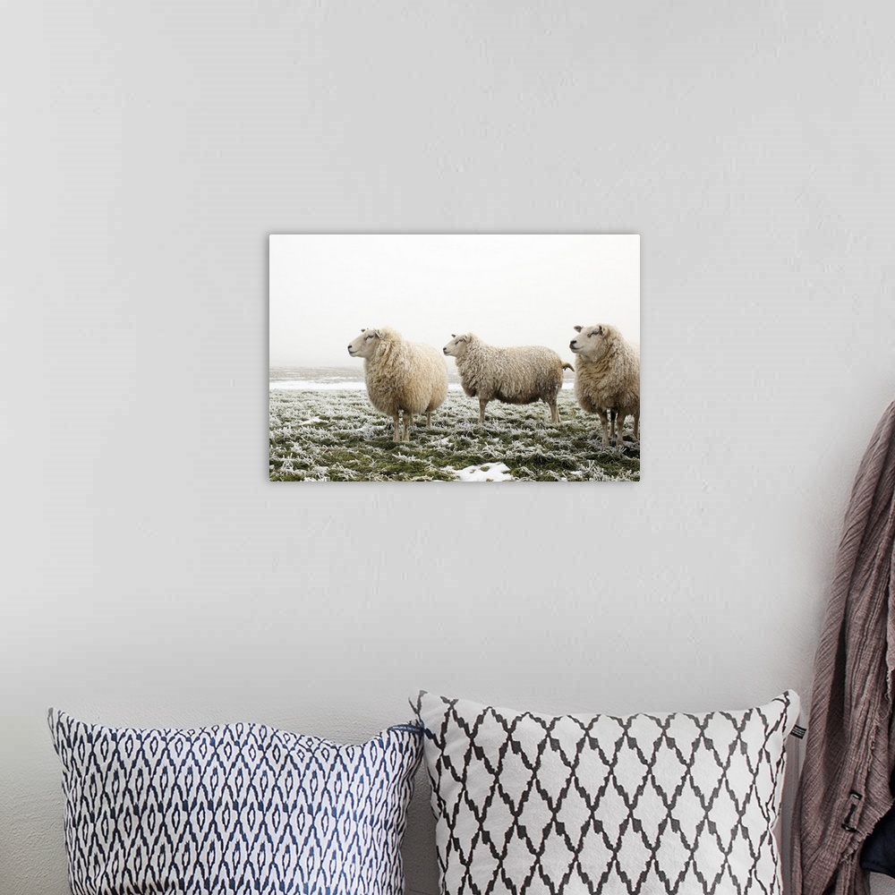 A bohemian room featuring Three sheep in a meadow, on a cold and foggy morning, all looking in the same direction.