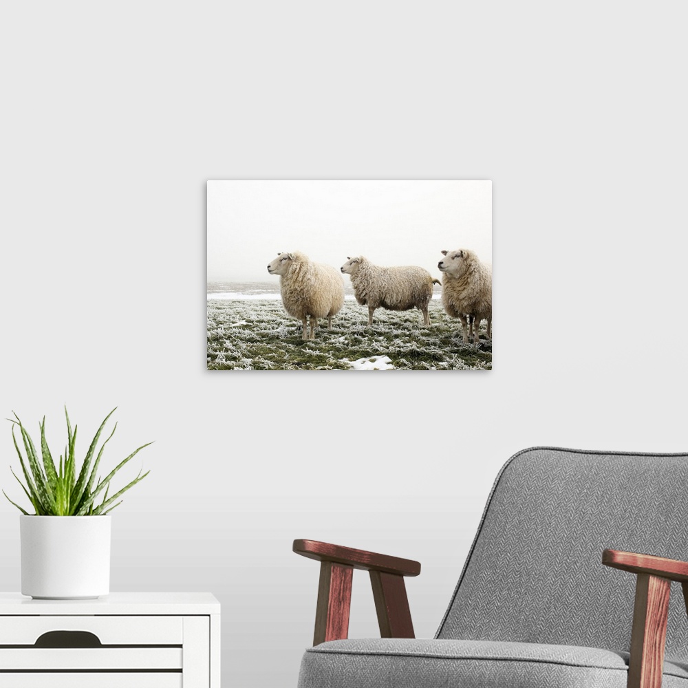 A modern room featuring Three sheep in a meadow, on a cold and foggy morning, all looking in the same direction.