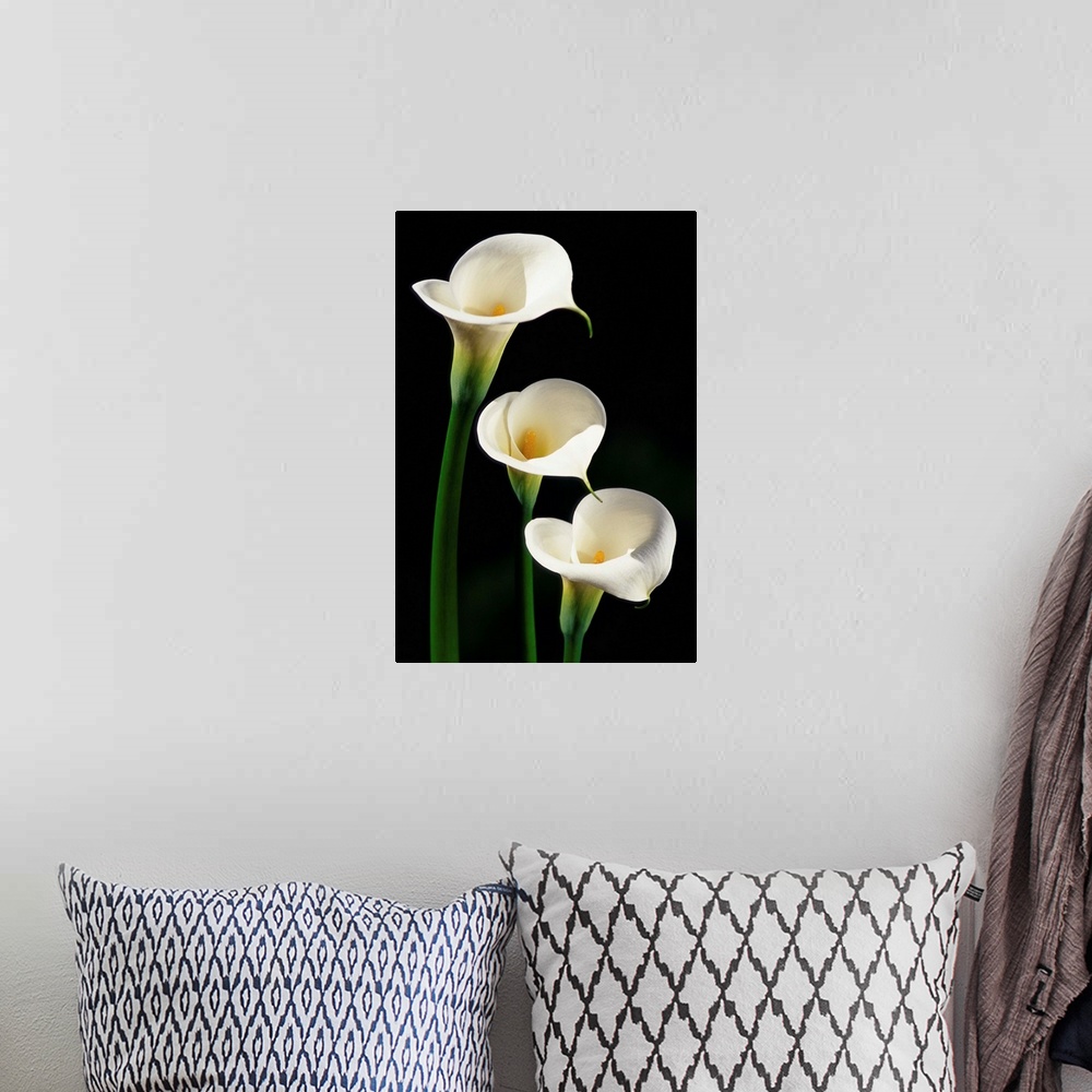 A bohemian room featuring Three White Calla Lilies