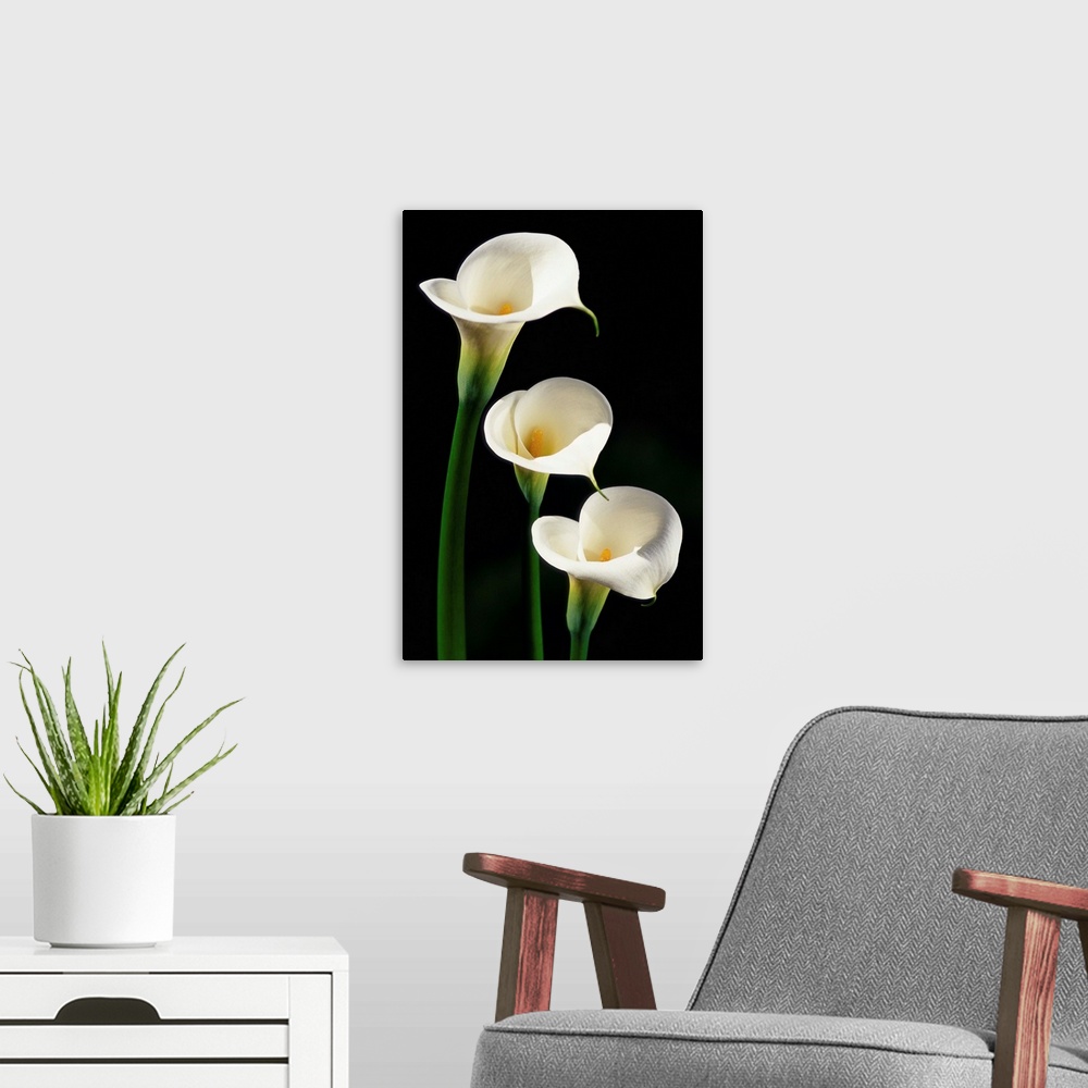 A modern room featuring Three White Calla Lilies