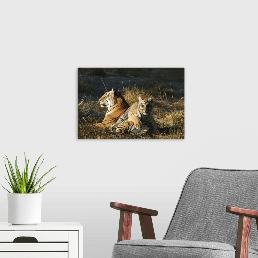 A modern room featuring Tigers (Panthera tigris) cub lying on his mothers back. Tiger Canyon Philippolis, Free State Prov...