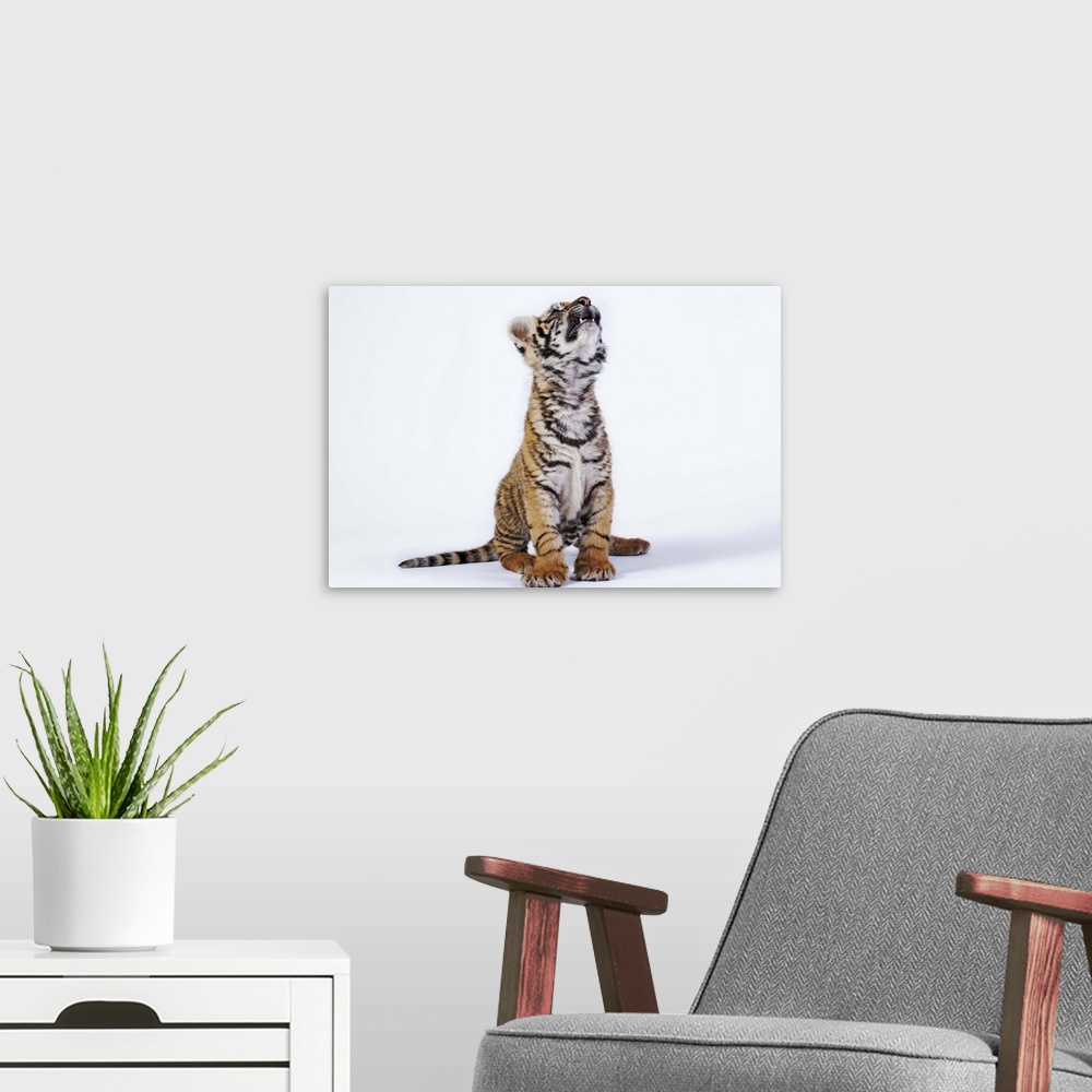 A modern room featuring Tiger cub, South Africa