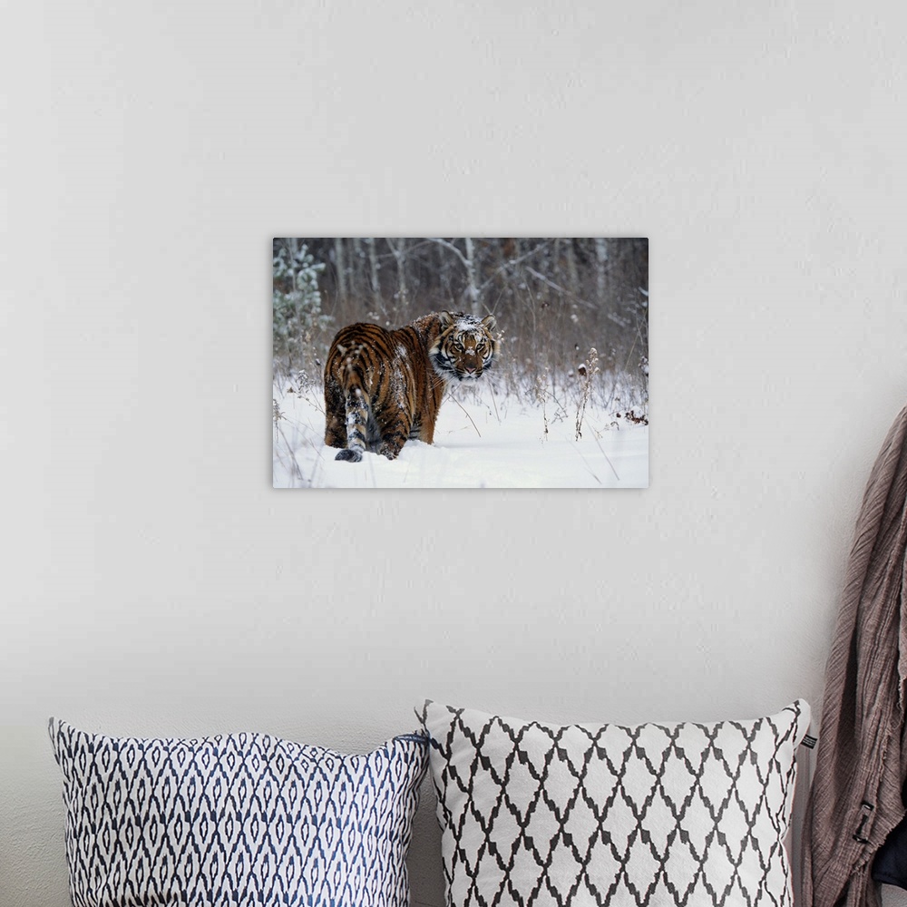 A bohemian room featuring Tiger (Panthera tigris) standing in deep snow