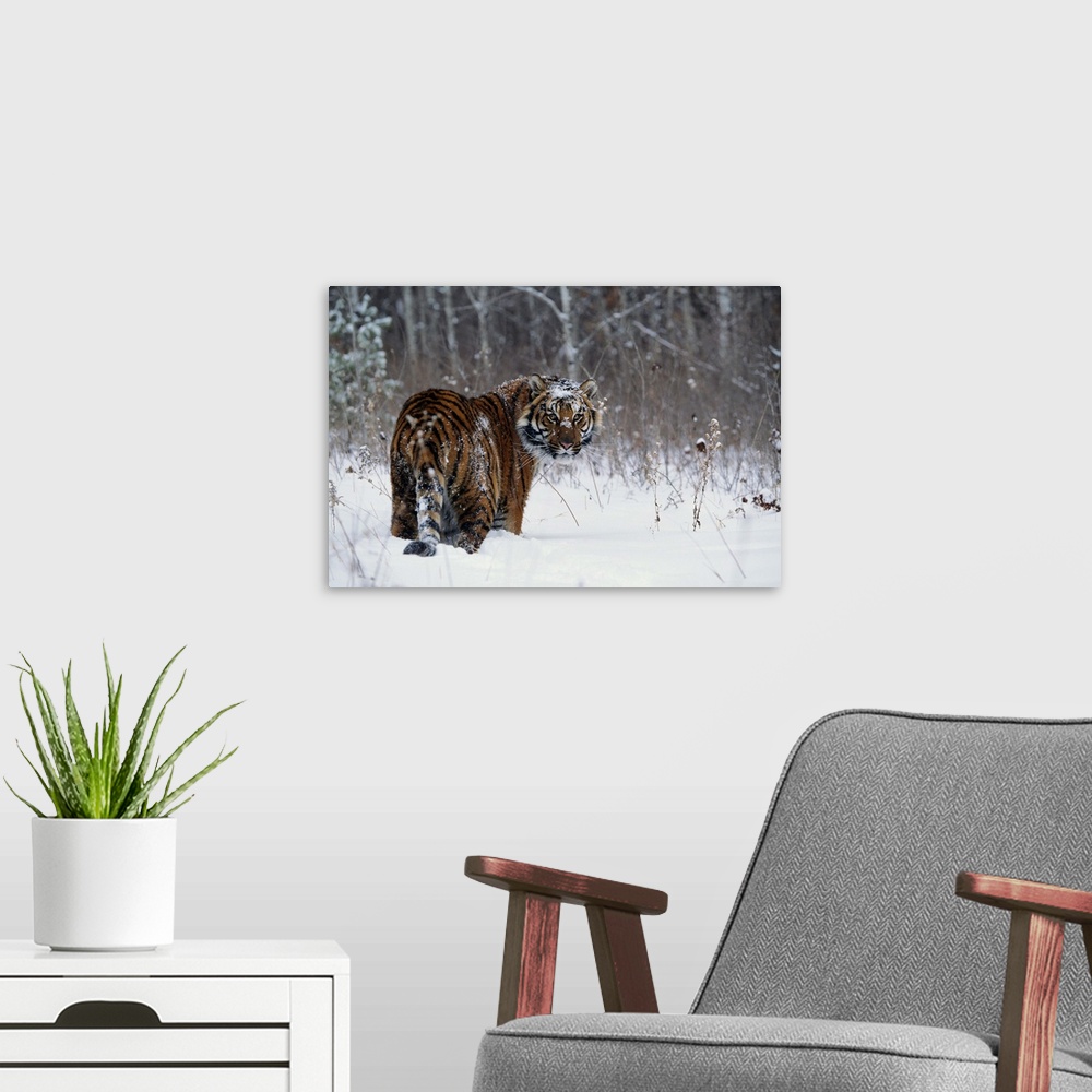 A modern room featuring Tiger (Panthera tigris) standing in deep snow