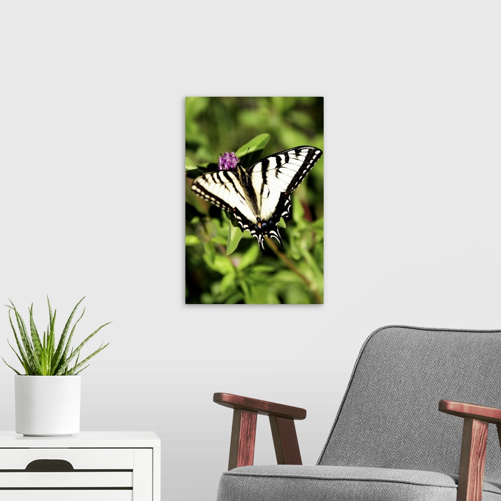A modern room featuring Tiger Swallowtail Butterfly. Papilio glacus. Feeding on Bee Balm, Monarda