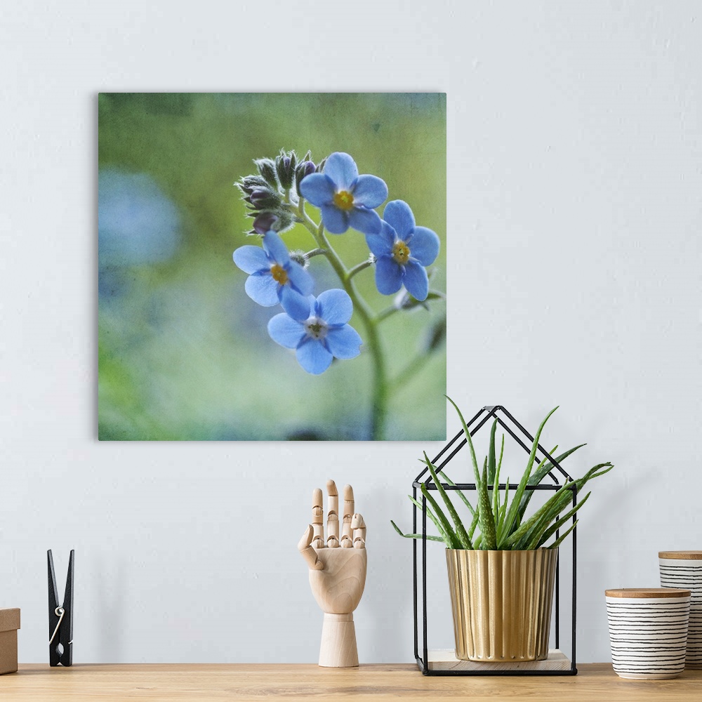 A bohemian room featuring Tiny blue forget-me-not flowers.