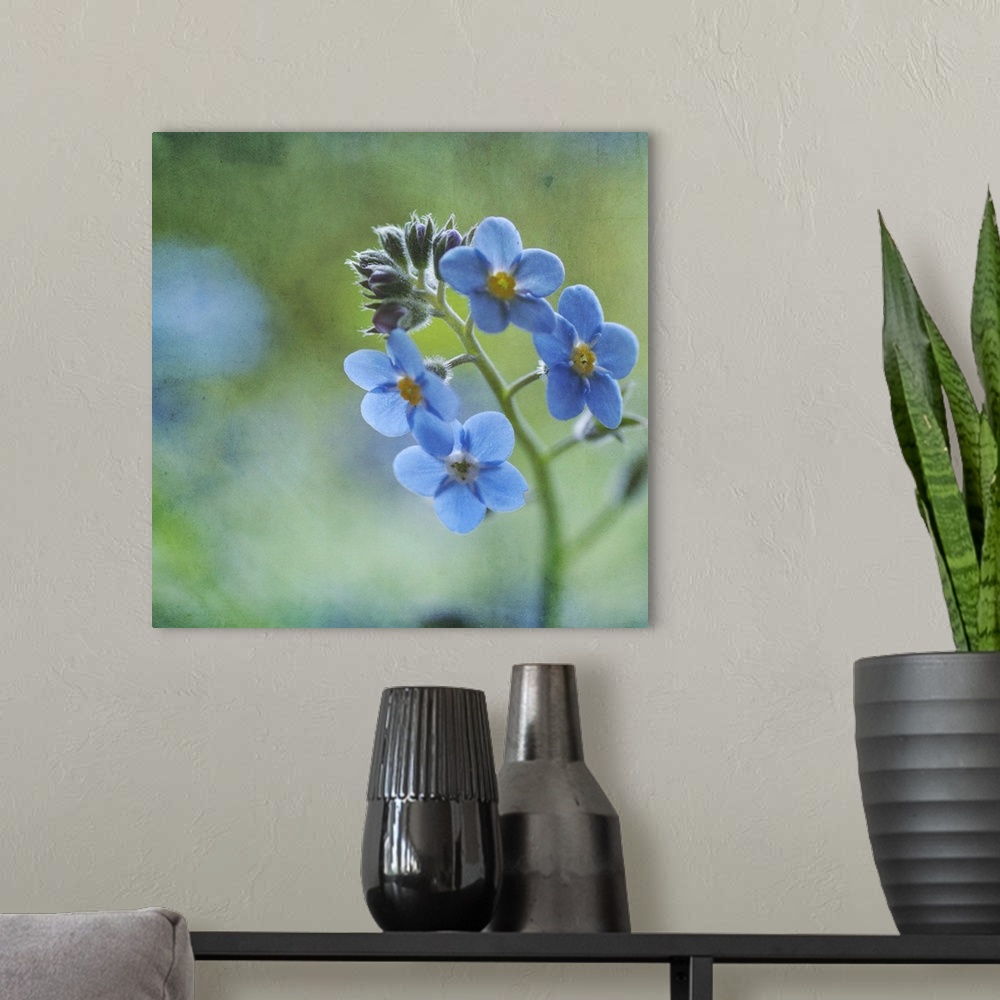 A modern room featuring Tiny blue forget-me-not flowers.
