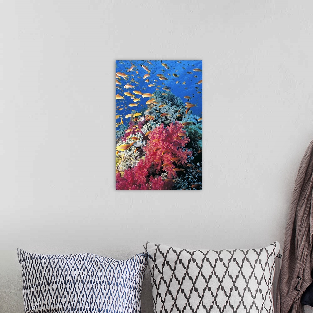 A bohemian room featuring Portrait, large photograph of many tiny Goldie's fish swimming through blue waters, around a larg...