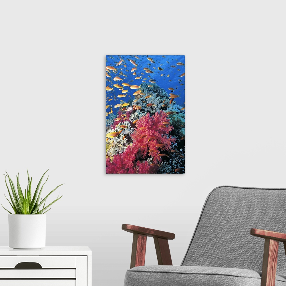 A modern room featuring Portrait, large photograph of many tiny Goldie's fish swimming through blue waters, around a larg...