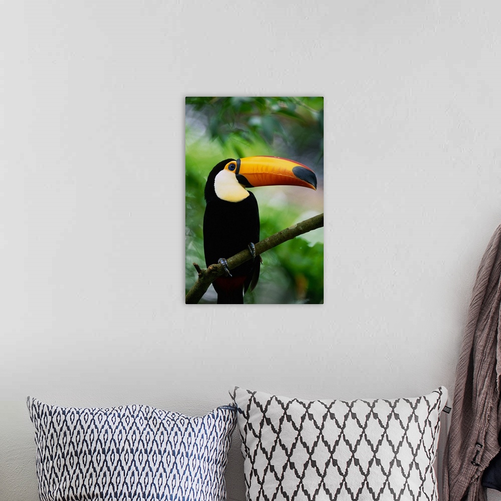 A bohemian room featuring Toco Toucan