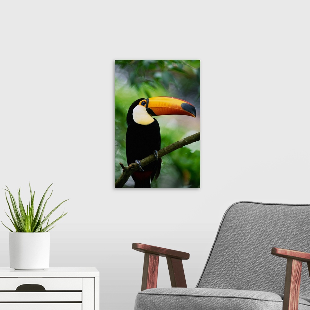 A modern room featuring Toco Toucan