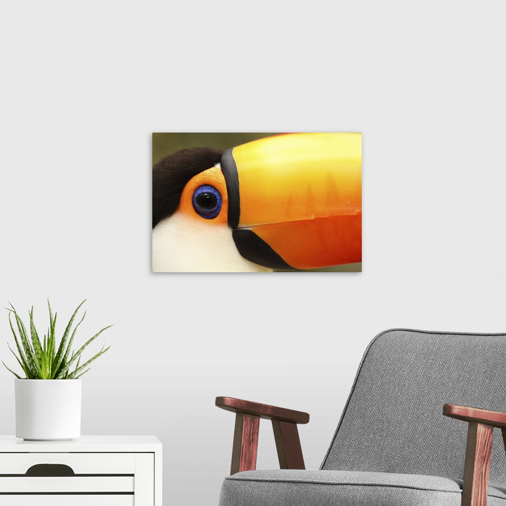 A modern room featuring Toco Toucan (Ramphastos toco) is the largest  species in the toucan family. Found throughout a la...