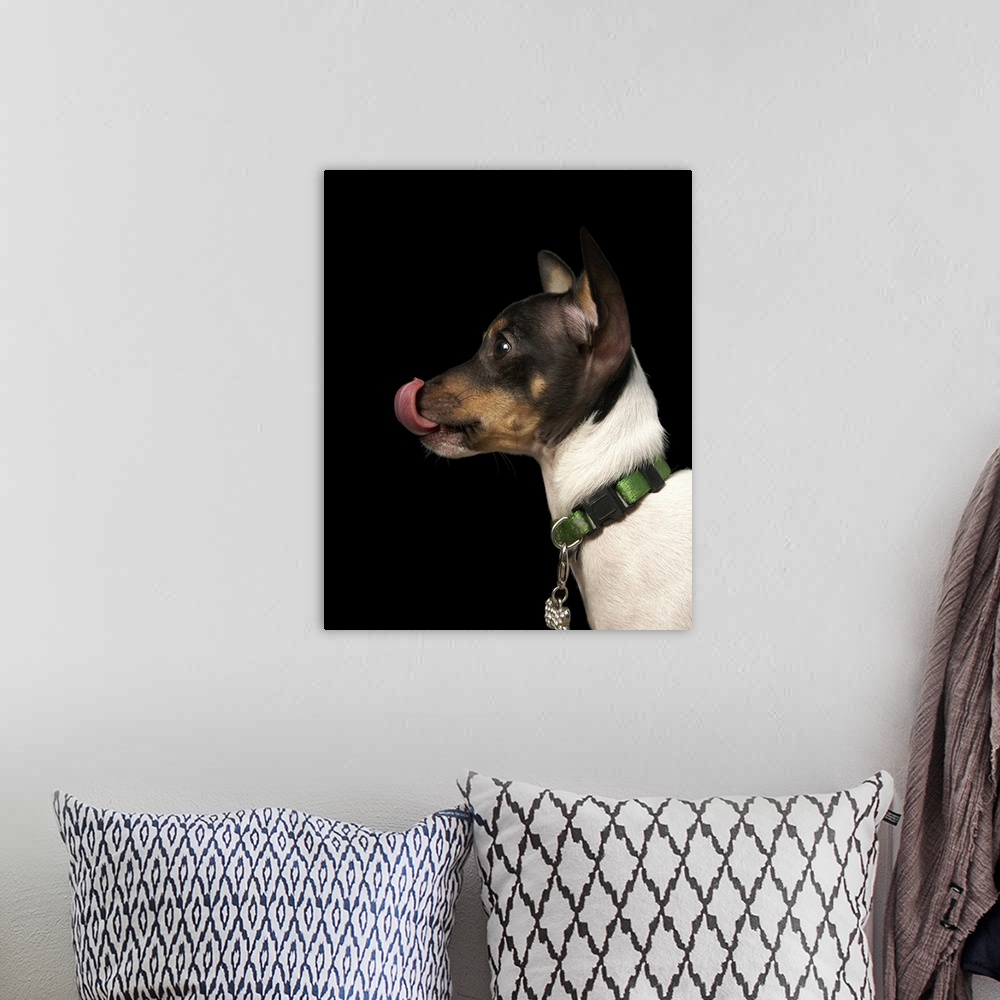 A bohemian room featuring Tongue out of black and white rat terrier