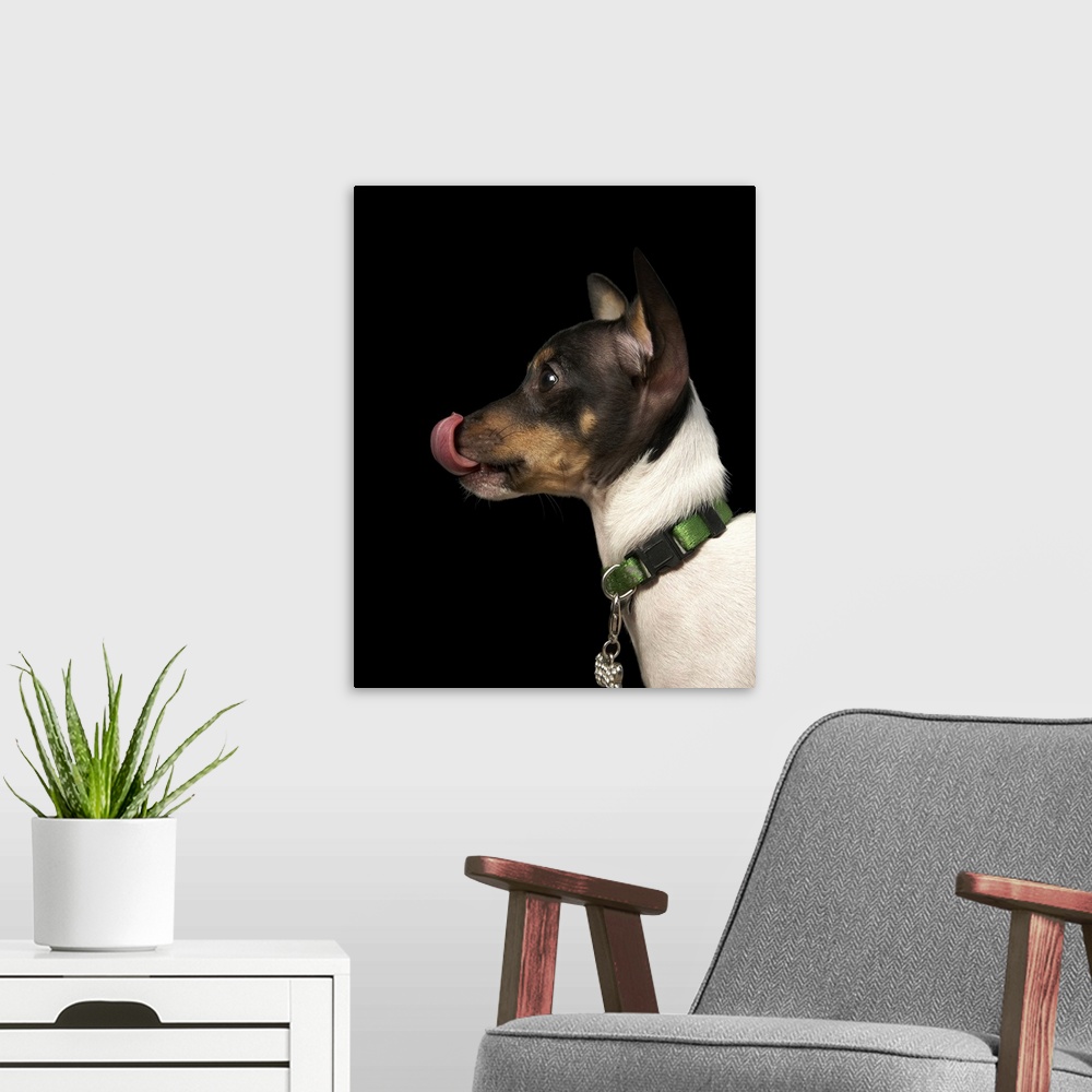 A modern room featuring Tongue out of black and white rat terrier