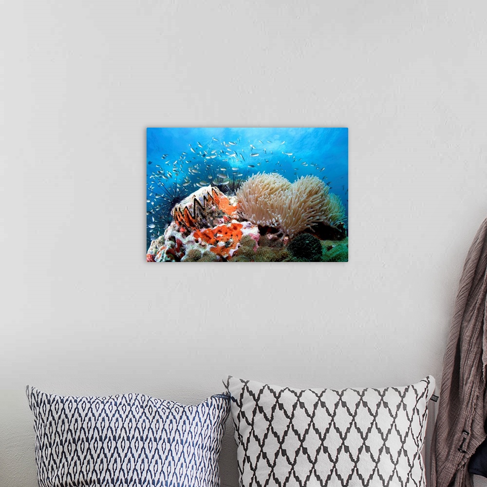 A bohemian room featuring Coral reef: 'toothy' shell and anemone.