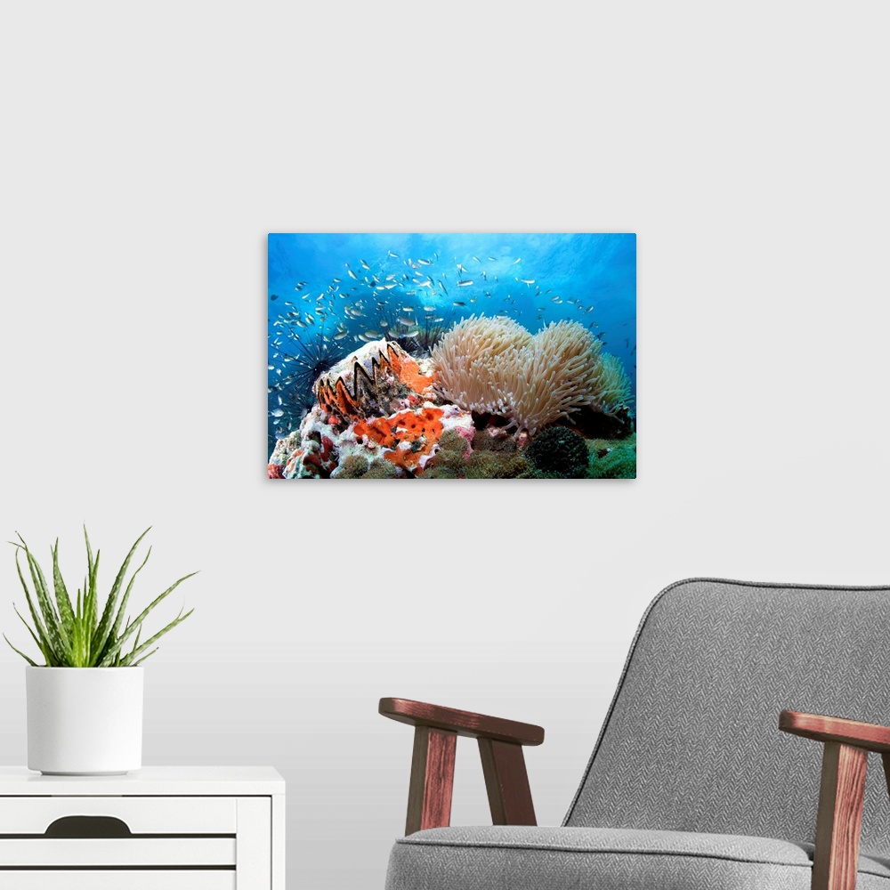 A modern room featuring Coral reef: 'toothy' shell and anemone.