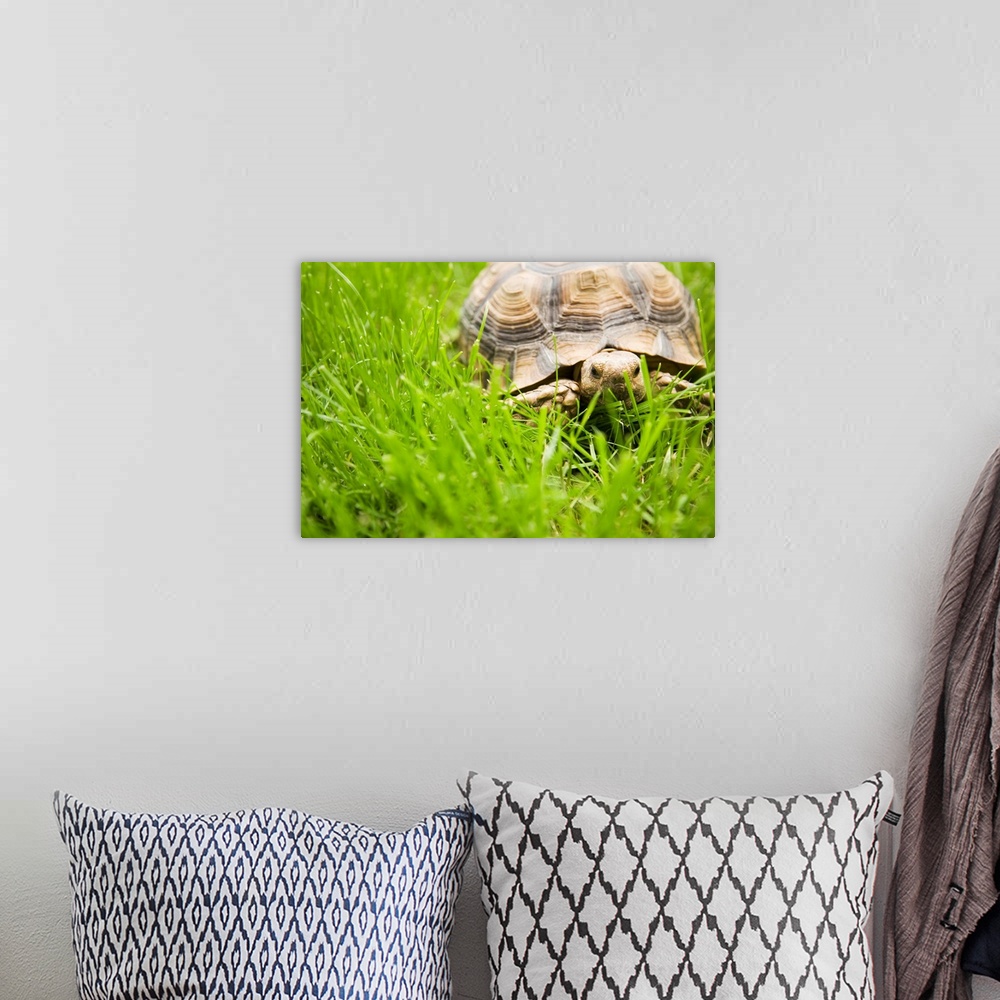 A bohemian room featuring Tortoise In Meadow