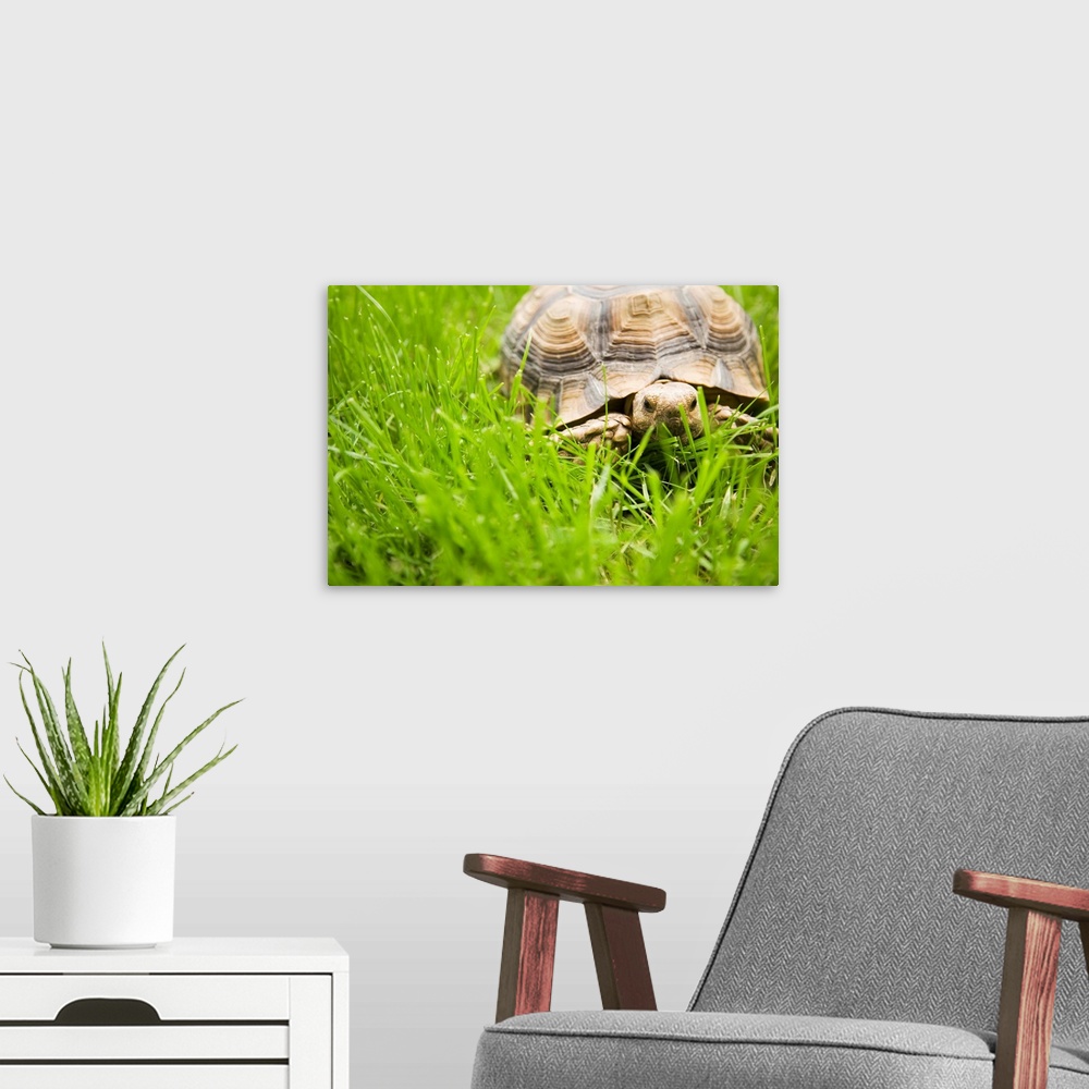 A modern room featuring Tortoise In Meadow