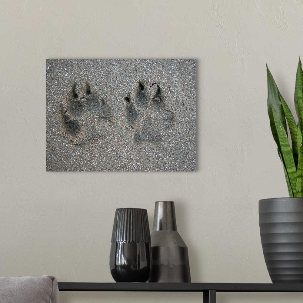 A modern room featuring Tracks of dog in sand