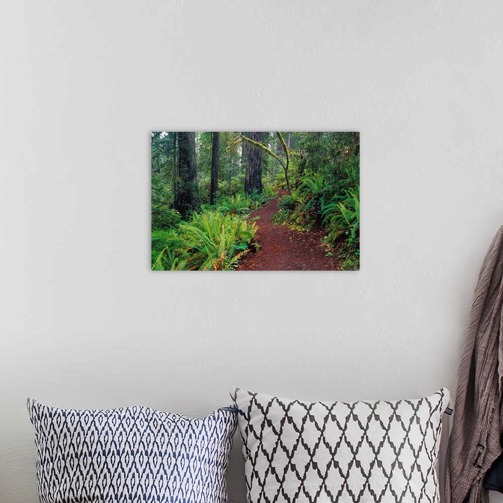 A bohemian room featuring Trail Through Redwood Trees