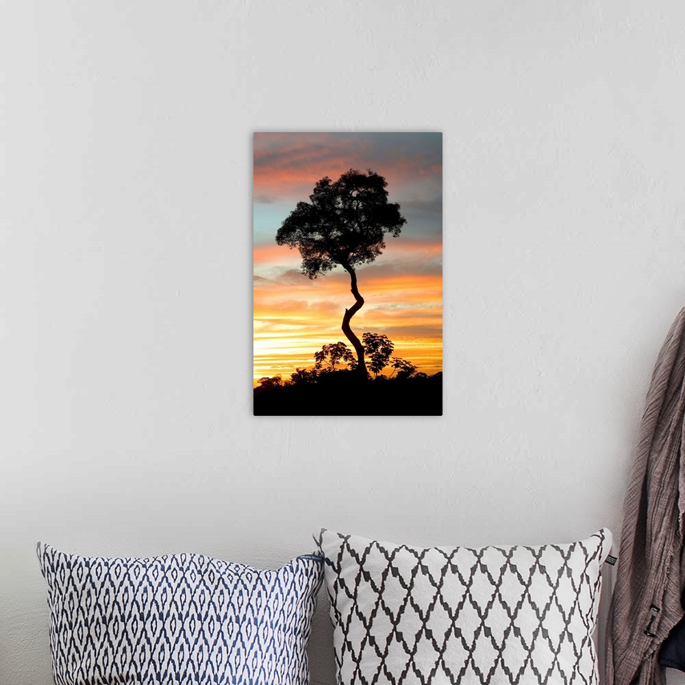 A bohemian room featuring A lone tree reaching to the sky at sunset along the Pantanal Highway in Brazil.